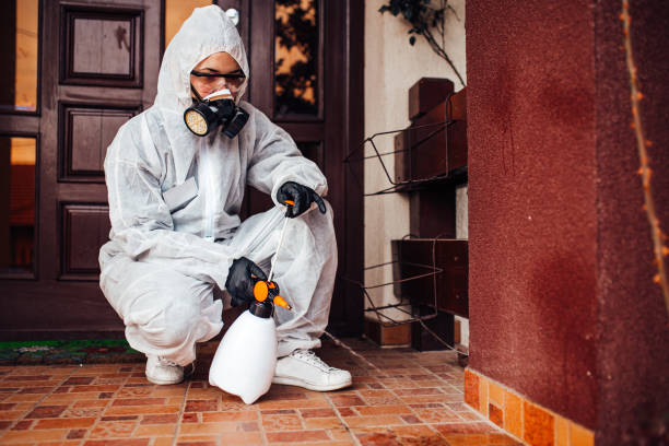 Reliable Wasp Removal contractor in Millstadt, IL by Show Me Pest Control